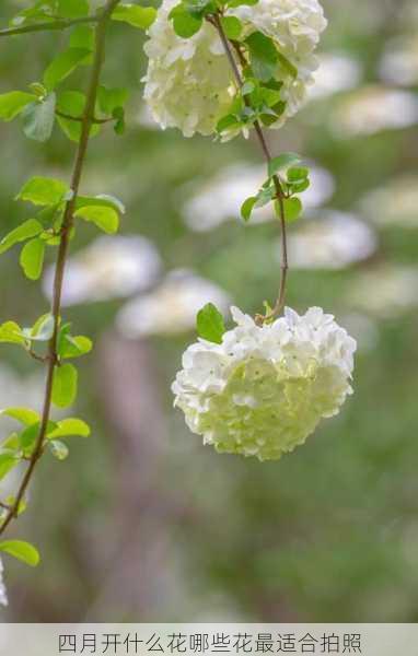 四月开什么花哪些花最适合拍照第1张-蔬菜基地绿色种植产业带