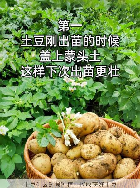 土豆什么时候种植才能收获好土豆第1张-蔬菜基地绿色种植产业带