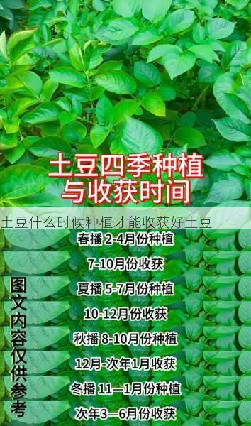 土豆什么时候种植才能收获好土豆第2张-蔬菜基地绿色种植产业带