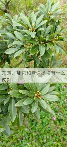 东魁，那它和普通杨梅有什么区别第2张-蔬菜基地绿色种植产业带