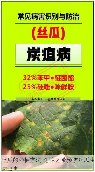 丝瓜的种植方法  怎么才能预防丝瓜生病虫害第1张-蔬菜基地绿色种植产业带