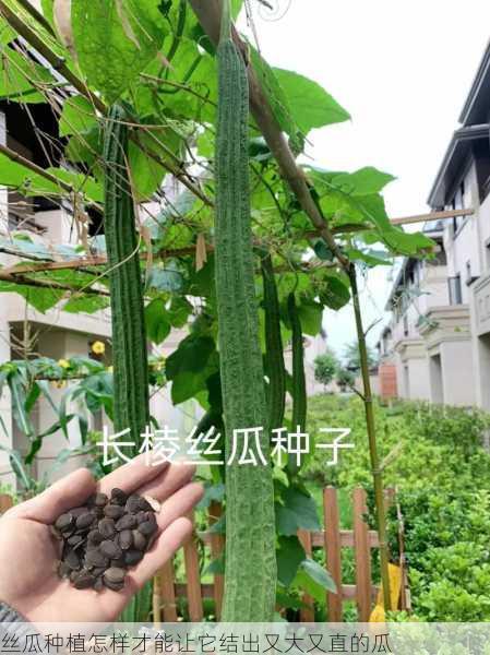 丝瓜种植怎样才能让它结出又大又直的瓜第1张-蔬菜基地绿色种植产业带