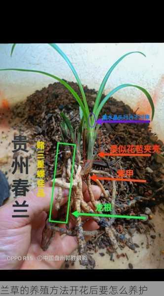 兰草的养殖方法开花后要怎么养护第2张-蔬菜基地绿色种植产业带