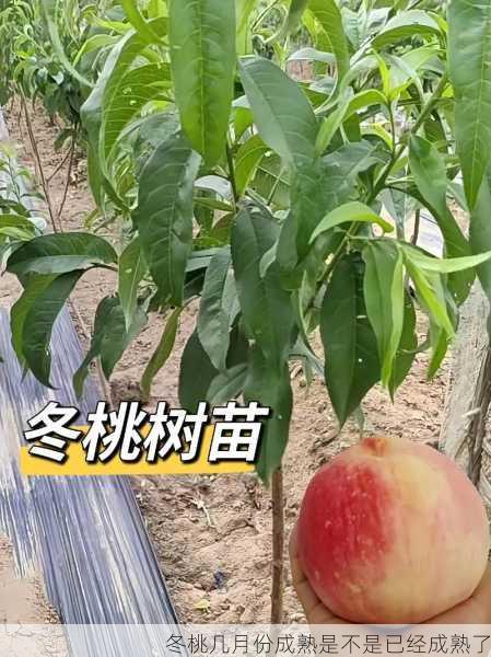 冬桃几月份成熟是不是已经成熟了第1张-蔬菜基地绿色种植产业带