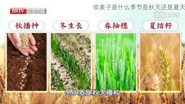 收麦子是什么季节是秋天还是夏天第2张-蔬菜基地绿色种植产业带