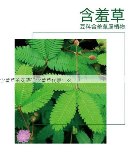 含羞草的花语送含羞草代表什么第1张-蔬菜基地绿色种植产业带