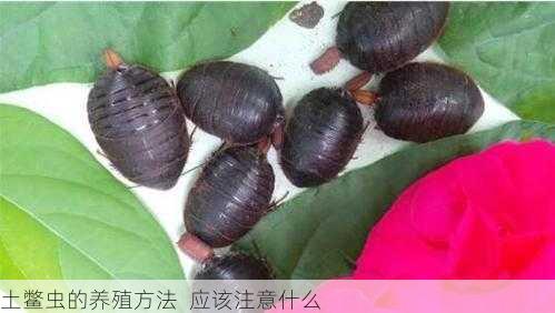 土鳖虫的养殖方法  应该注意什么第1张-蔬菜基地绿色种植产业带