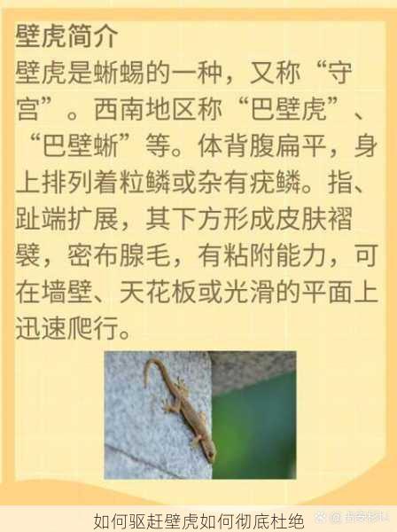 如何驱赶壁虎如何彻底杜绝第2张-蔬菜基地绿色种植产业带