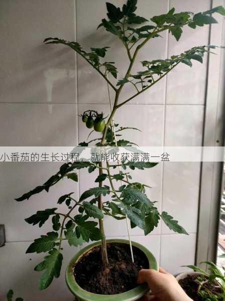 小番茄的生长过程，就能收获满满一盆第1张-蔬菜基地绿色种植产业带