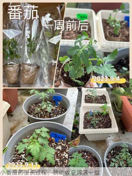 小番茄的生长过程，就能收获满满一盆第2张-蔬菜基地绿色种植产业带