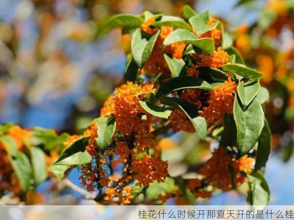 桂花什么时候开那夏天开的是什么桂第1张-蔬菜基地绿色种植产业带