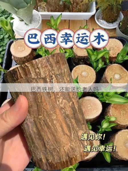 巴西铁树，还能送给老人吗第2张-蔬菜基地绿色种植产业带