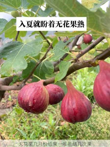 无花果几月份结果一年能结几次果第2张-蔬菜基地绿色种植产业带