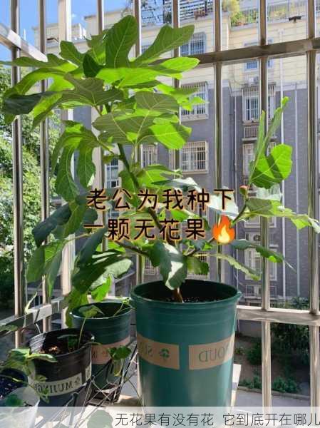 无花果有没有花  它到底开在哪儿第1张-蔬菜基地绿色种植产业带