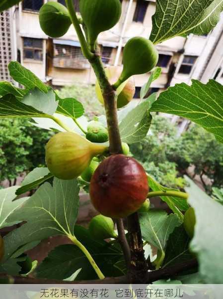 无花果有没有花  它到底开在哪儿第2张-蔬菜基地绿色种植产业带