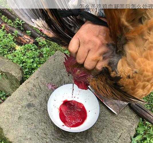 怎么杀鸡鸡血凝固后怎么处理第1张-蔬菜基地绿色种植产业带