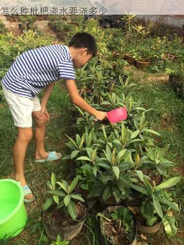 怎么种枇杷浇水要浇多少第1张-蔬菜基地绿色种植产业带