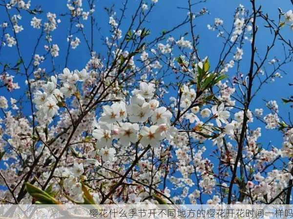 樱花什么季节开不同地方的樱花开花时间一样吗第2张-蔬菜基地绿色种植产业带