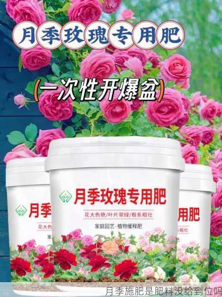 月季施肥是肥料没给到位吗第2张-蔬菜基地绿色种植产业带