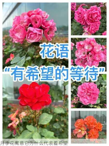 月季花寓意它为什么代表着希望第2张-蔬菜基地绿色种植产业带