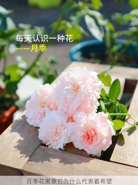 月季花寓意它为什么代表着希望第1张-蔬菜基地绿色种植产业带