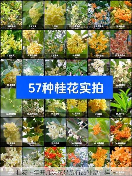 桂花一年开几次花是所有品种都一样吗第1张-蔬菜基地绿色种植产业带