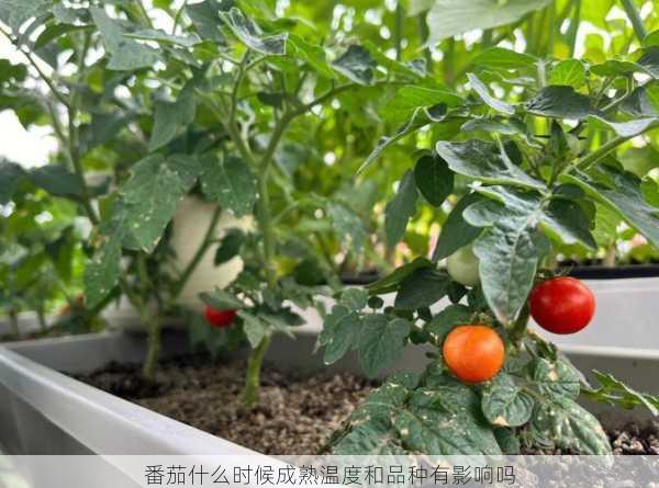 番茄什么时候成熟温度和品种有影响吗第1张-蔬菜基地绿色种植产业带