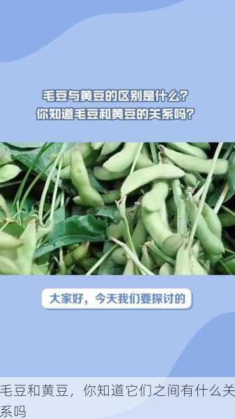 毛豆和黄豆，你知道它们之间有什么关系吗第2张-蔬菜基地绿色种植产业带