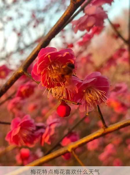 梅花特点梅花喜欢什么天气第2张-蔬菜基地绿色种植产业带