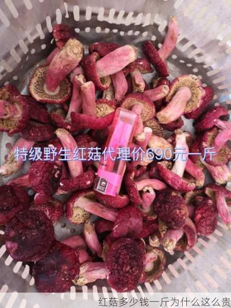 红菇多少钱一斤为什么这么贵第2张-蔬菜基地绿色种植产业带