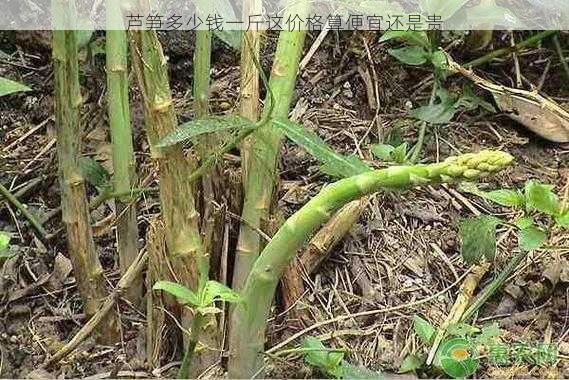 芦笋多少钱一斤这价格算便宜还是贵第2张-蔬菜基地绿色种植产业带