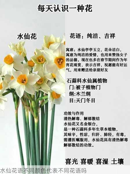 水仙花语不同颜色代表不同花语吗第1张-蔬菜基地绿色种植产业带