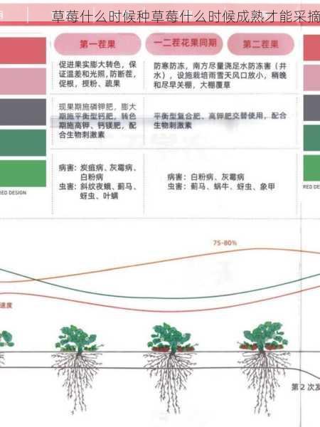 草莓什么时候种草莓什么时候成熟才能采摘第2张-蔬菜基地绿色种植产业带