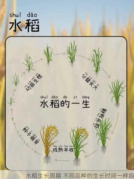 水稻生长周期 不同品种的生长时间一样吗第1张-蔬菜基地绿色种植产业带