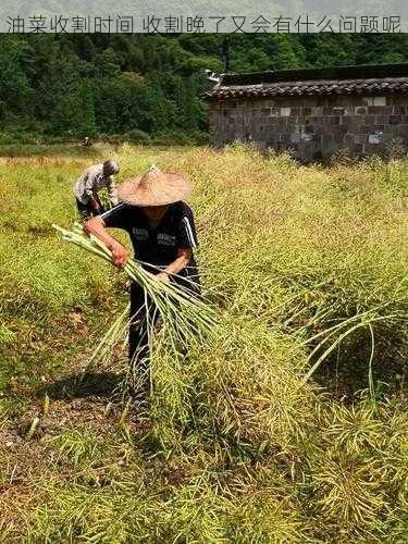 油菜收割时间 收割晚了又会有什么问题呢第1张-蔬菜基地绿色种植产业带