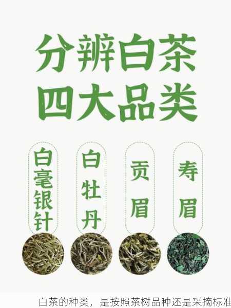 白茶的种类，是按照茶树品种还是采摘标准第2张-蔬菜基地绿色种植产业带