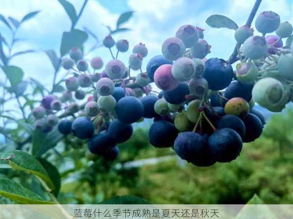 蓝莓什么季节成熟是夏天还是秋天第2张-蔬菜基地绿色种植产业带