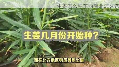 生姜怎么种东西南北怎么选第2张-蔬菜基地绿色种植产业带