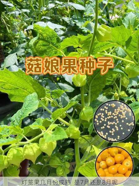 灯笼果几月份成熟  是7月还是8月呢第2张-蔬菜基地绿色种植产业带