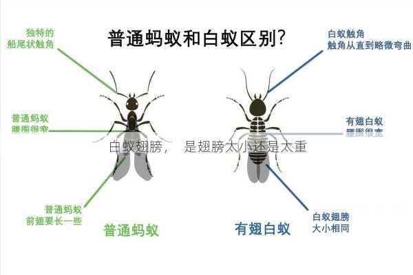 白蚁翅膀，  是翅膀太小还是太重第2张-蔬菜基地绿色种植产业带