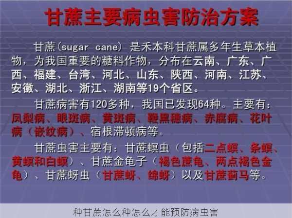 种甘蔗怎么种怎么才能预防病虫害第1张-蔬菜基地绿色种植产业带