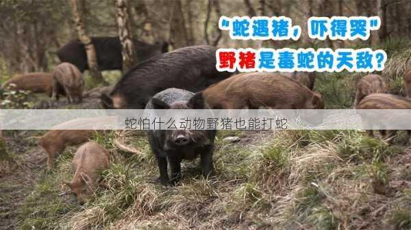 蛇怕什么动物野猪也能打蛇第1张-蔬菜基地绿色种植产业带