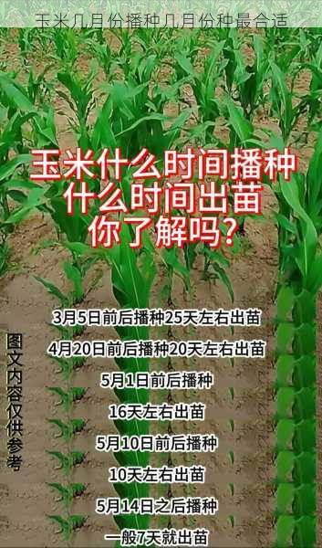 玉米几月份播种几月份种最合适第1张-蔬菜基地绿色种植产业带