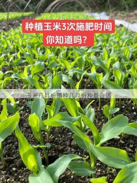 玉米几月份播种几月份种最合适第2张-蔬菜基地绿色种植产业带