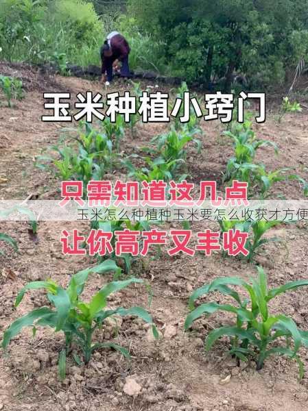 玉米怎么种植种玉米要怎么收获才方便第1张-蔬菜基地绿色种植产业带