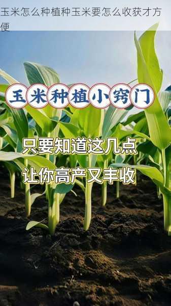 玉米怎么种植种玉米要怎么收获才方便第2张-蔬菜基地绿色种植产业带