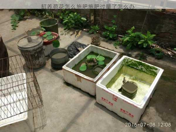 缸养荷花怎么施肥施肥过量了怎么办第1张-蔬菜基地绿色种植产业带