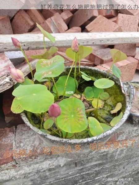 缸养荷花怎么施肥施肥过量了怎么办第2张-蔬菜基地绿色种植产业带