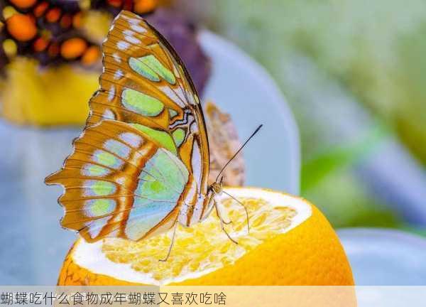 蝴蝶吃什么食物成年蝴蝶又喜欢吃啥第1张-蔬菜基地绿色种植产业带