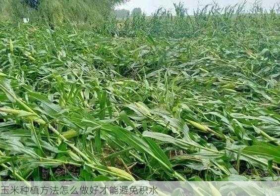 玉米种植方法怎么做好才能避免积水第2张-蔬菜基地绿色种植产业带